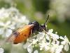 Arge cyanocrocea